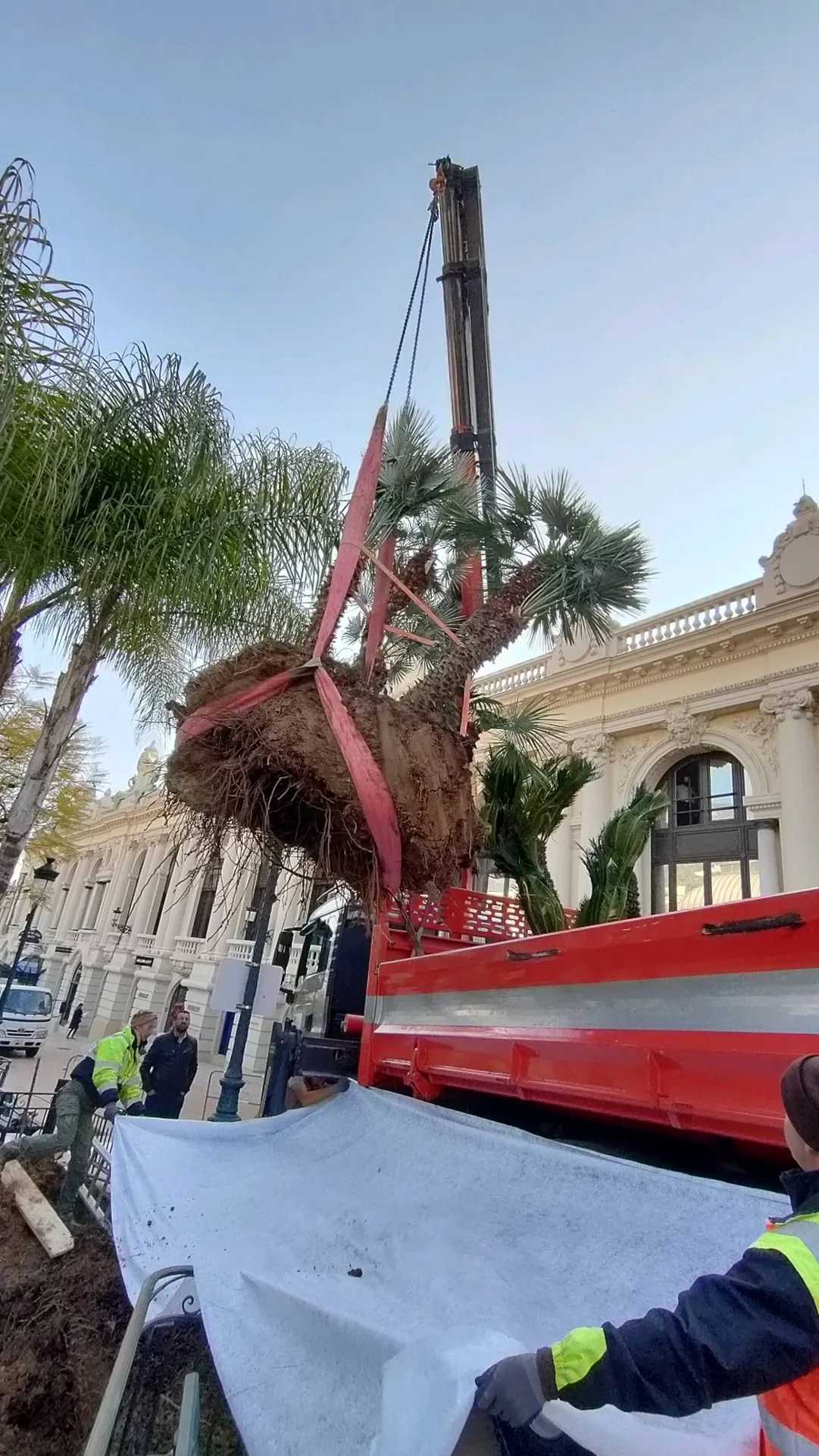 Transplantation sur la place du casino à Monaco