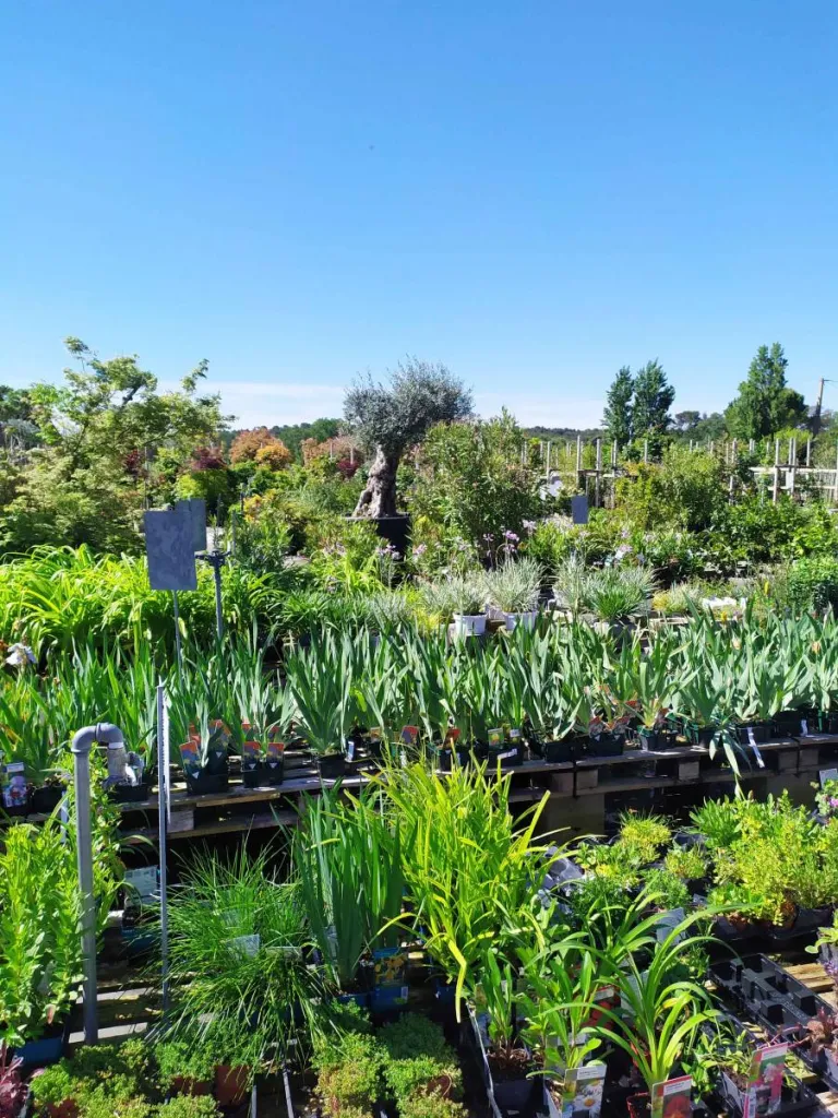 Jardin provençal en mai