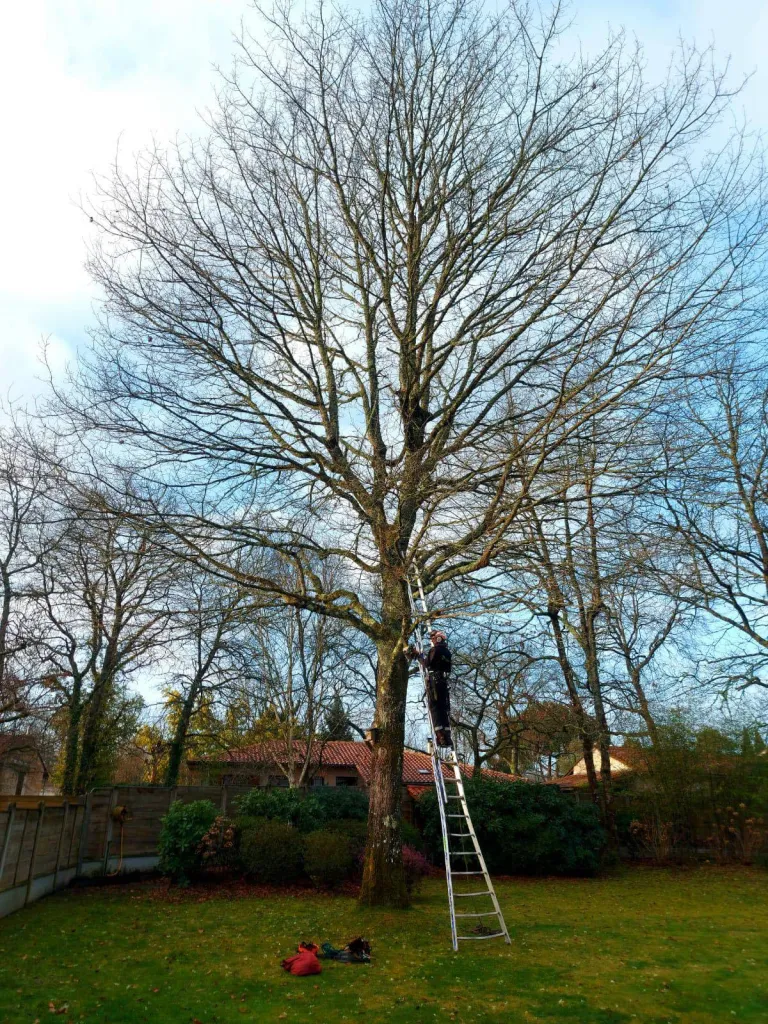 Elagage d'un chêne à Saint Aubin de Médoc en Gironde
