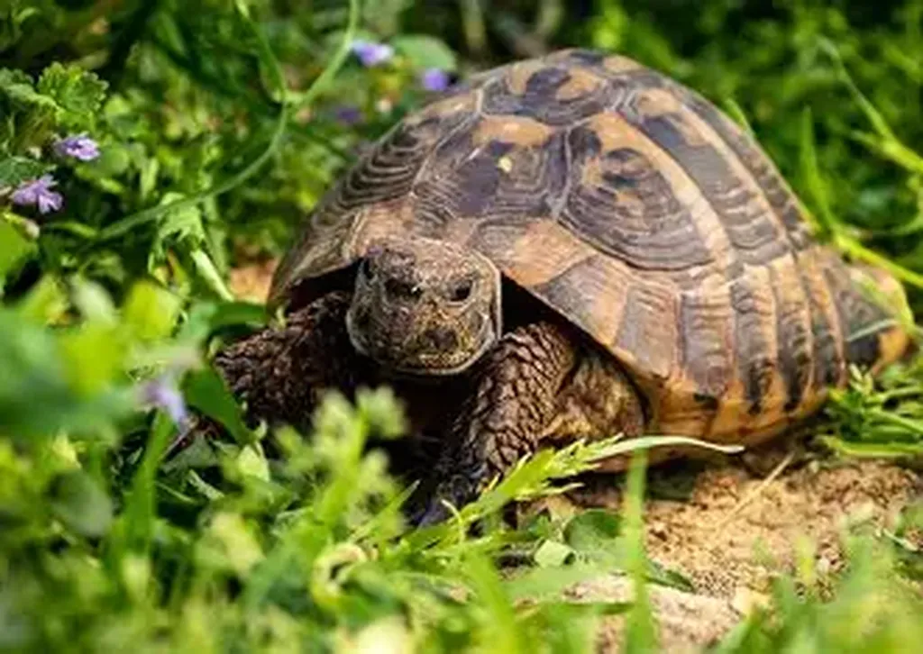 vétérinaire pour tortue à la joliette 13002