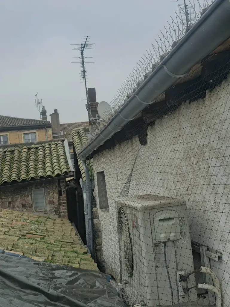 Prix Dépigeonnage à Villefranche-sur-Saône et dans le Rhône