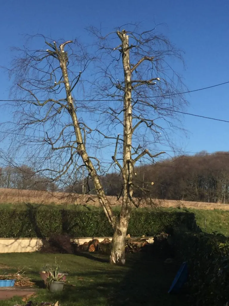 elagage fecamp le havre