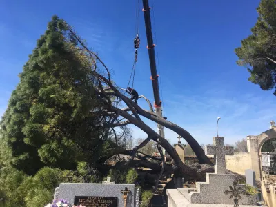 Abattage d'un arbre en urgence dans le Gard