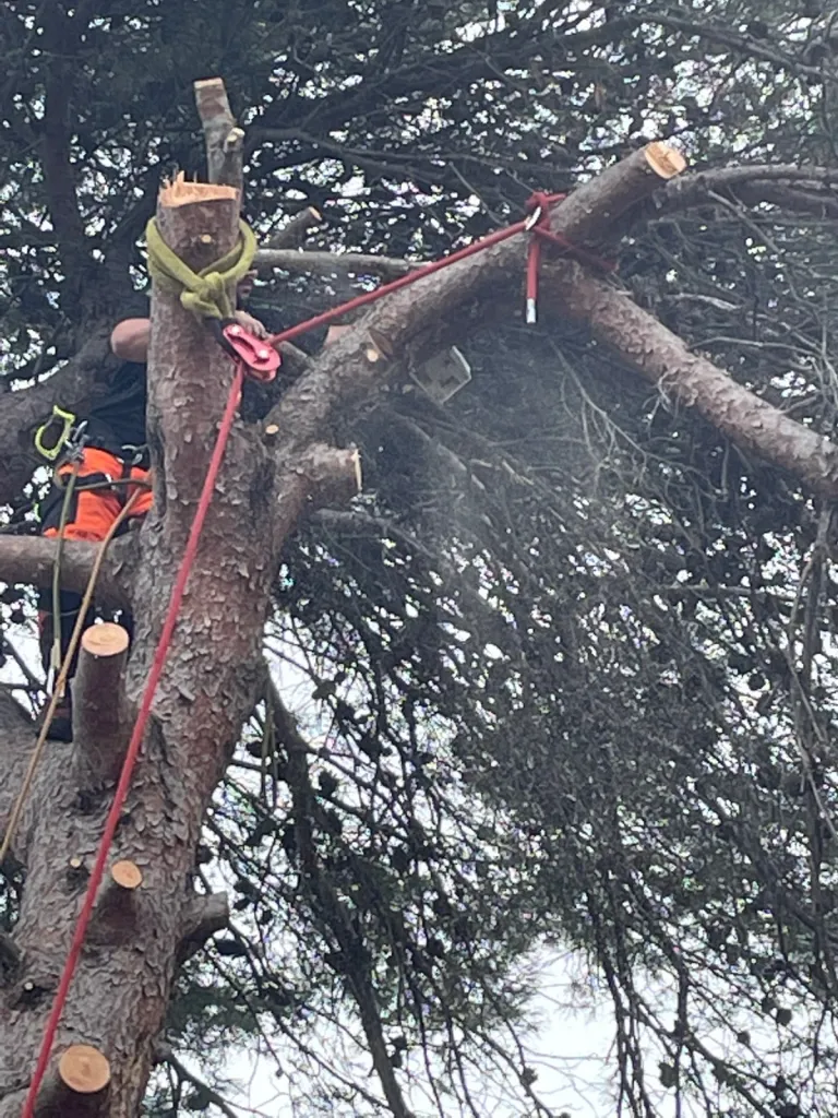 Paysagiste pour abattre un arbre penché dans le Vaucluse