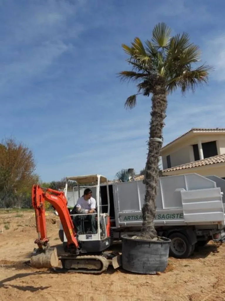 Plantation de palmiers par le paysagiste de Fuveau.