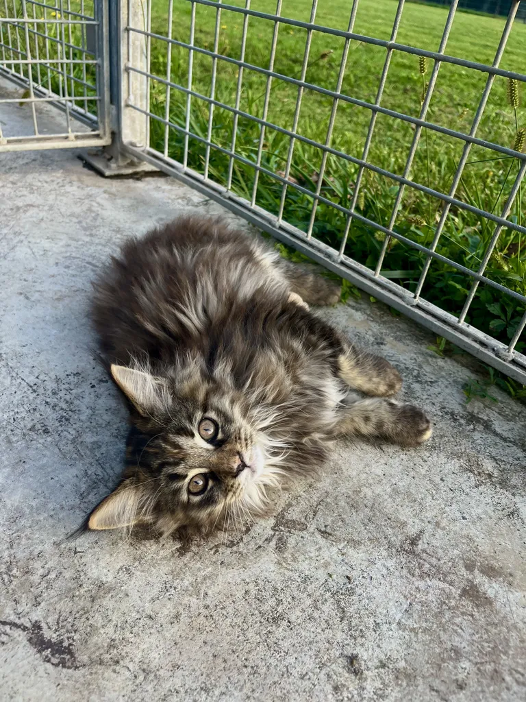 Chatons Maine Coon LOOF à réserver – Portée Tigra & Ultra – Nés le 27 juillet 2026