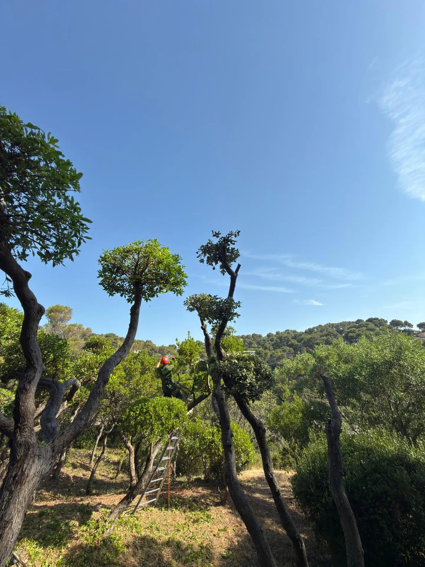 Taille topiaire nuage de chênes et arbousiers chez un particulier en résidence sécurisée à Bormes-les-Mimosas