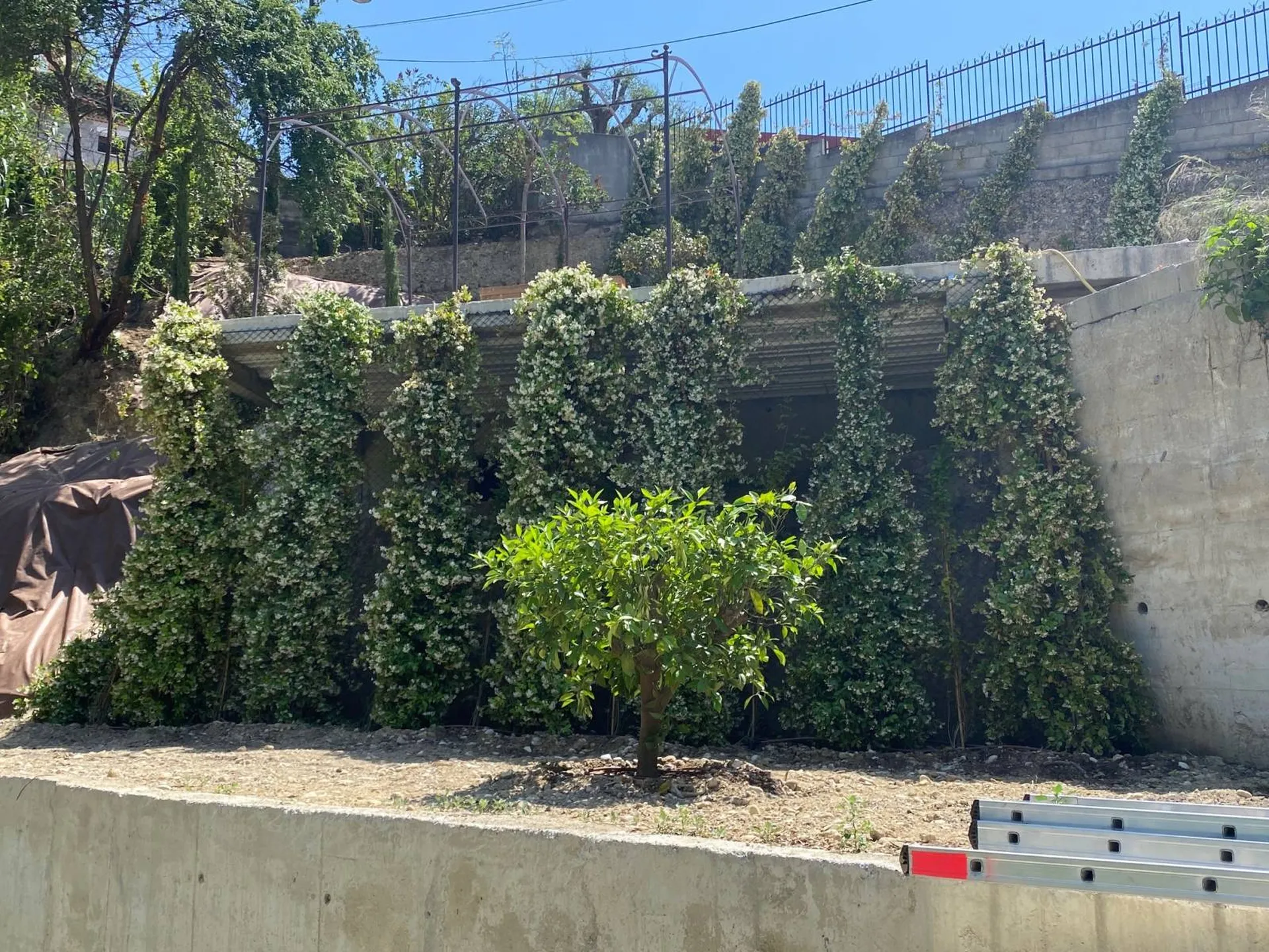 Végétaux plantés et palissés à Nice Nord