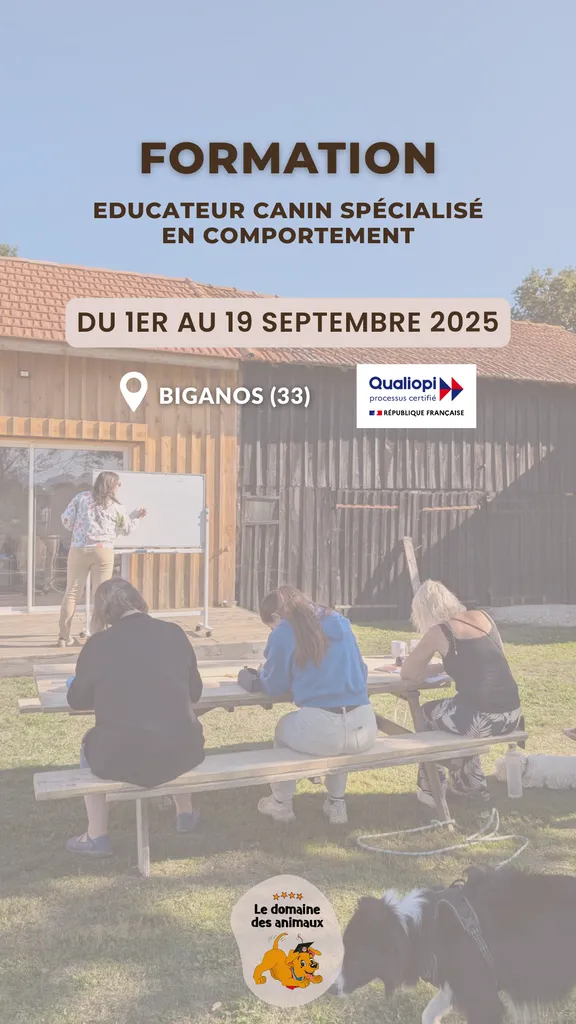 Formation d’éducateur spécialisé en comportement canin Biganos sud gironde – Sessions septembre et octobre 2025