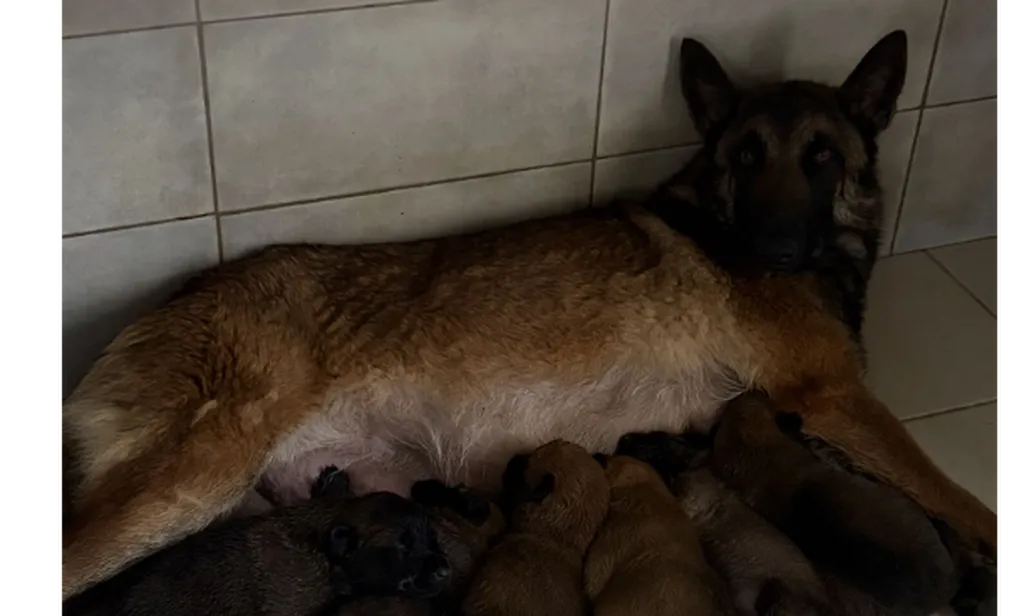 chiots femelles malinois