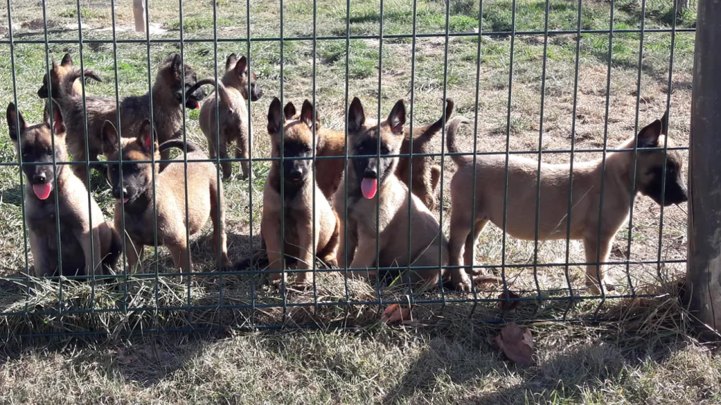 Chiots BERGER BELGE MALINOIS, inscrit au LOF à Avignon