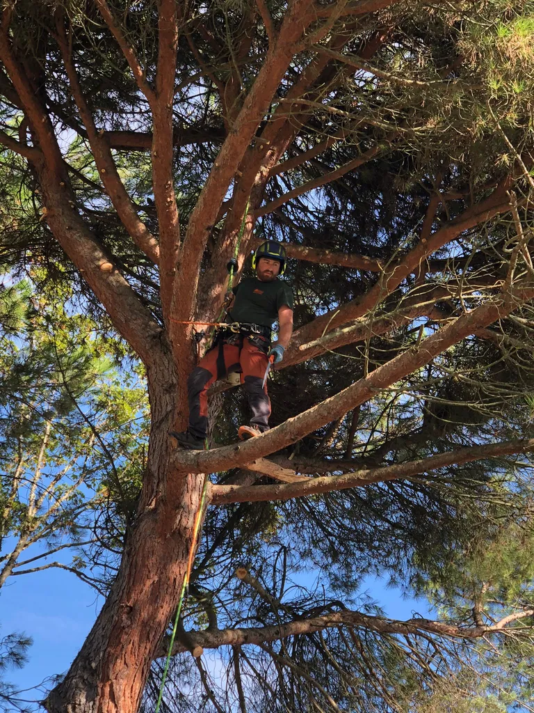 Faire appel à notre entreprise d élagage et entretien d arbres certifiée à Bonnac