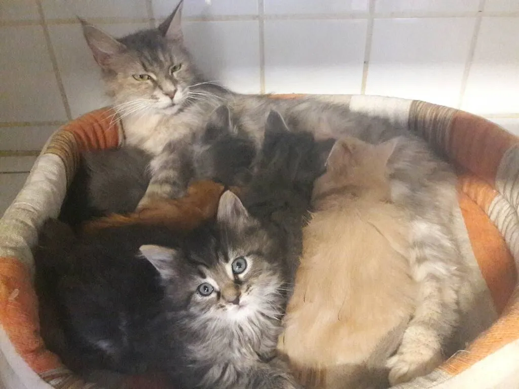 Chatons Maine Coon au LOOF à Avignon 