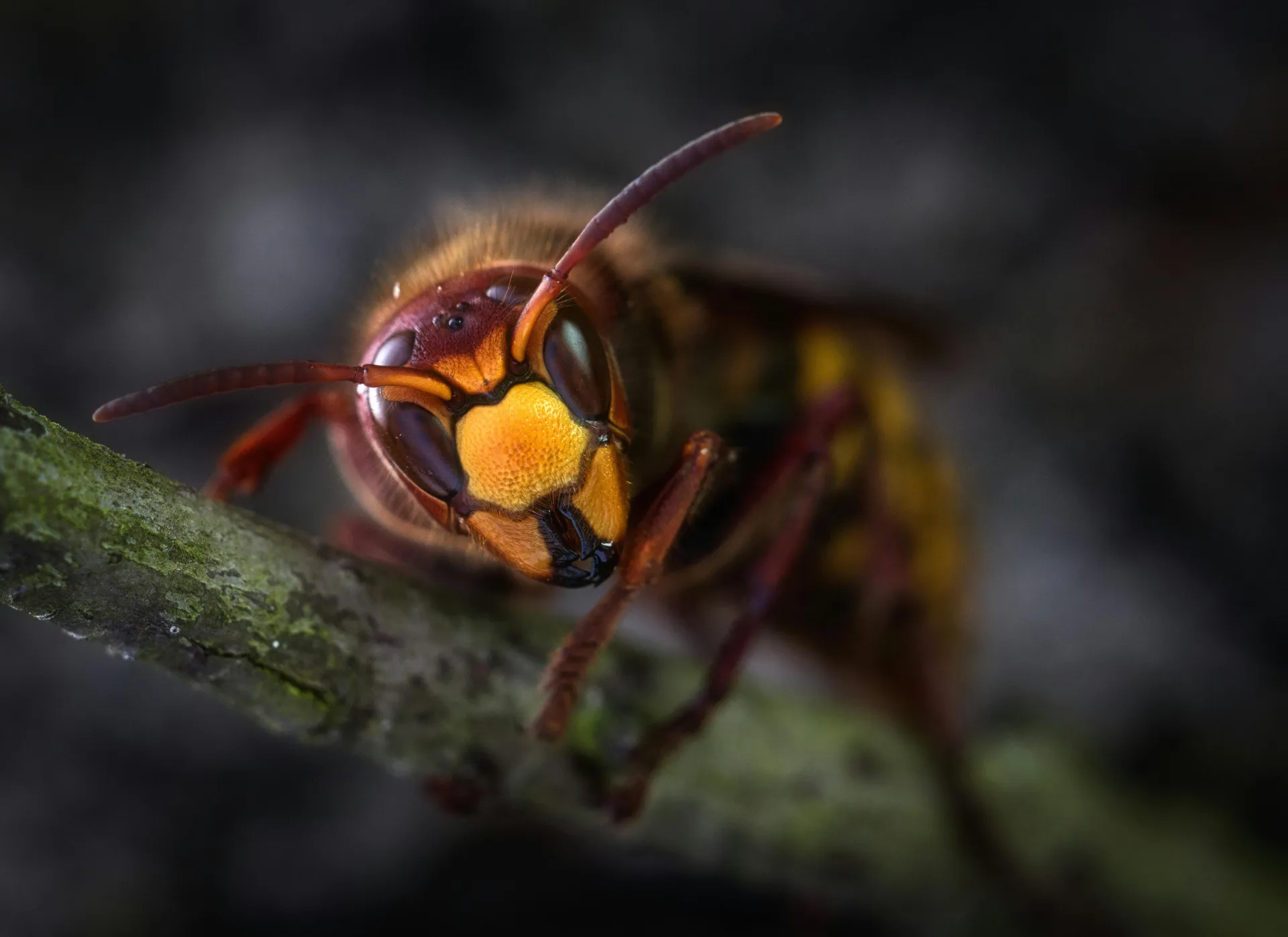 L'extermination de nuisibles ne s'improvise pas, c'est un métier ! ????️ Derrière chaque intervention A.M.A, il y a un technicien qualifié, équipé et formé pour éradiquer la menace à la source. Nébulisation, pulvérisation ou pose de gel appât : nous adapt