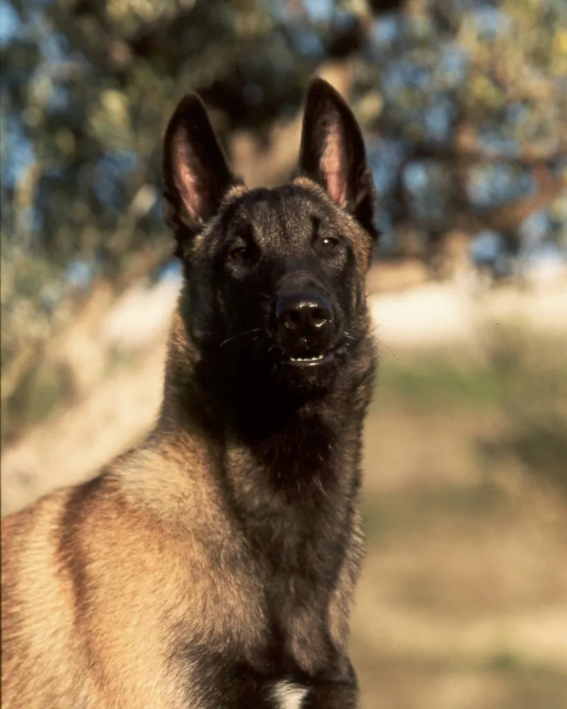 Vente de chiots BERGER BELGE MALINOIS dans le Vaucluse à Avignon.
