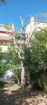 Élagage d'un acacia et d'un figuier à Marseille 13007