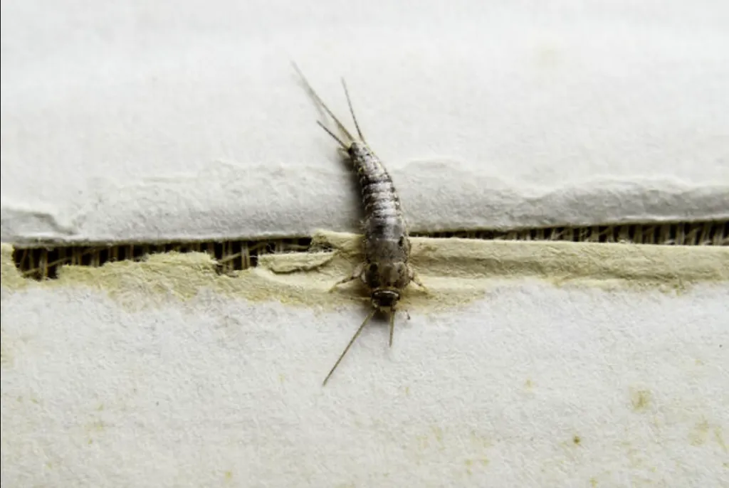 Nos prestations sur le secteur deà Colomiers et la Haute-Garonne