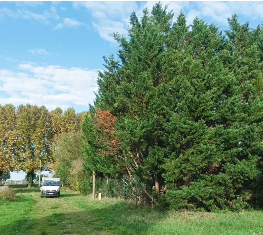 Grosse taille de thuyas à St julien sur Garonne près de Carbone.