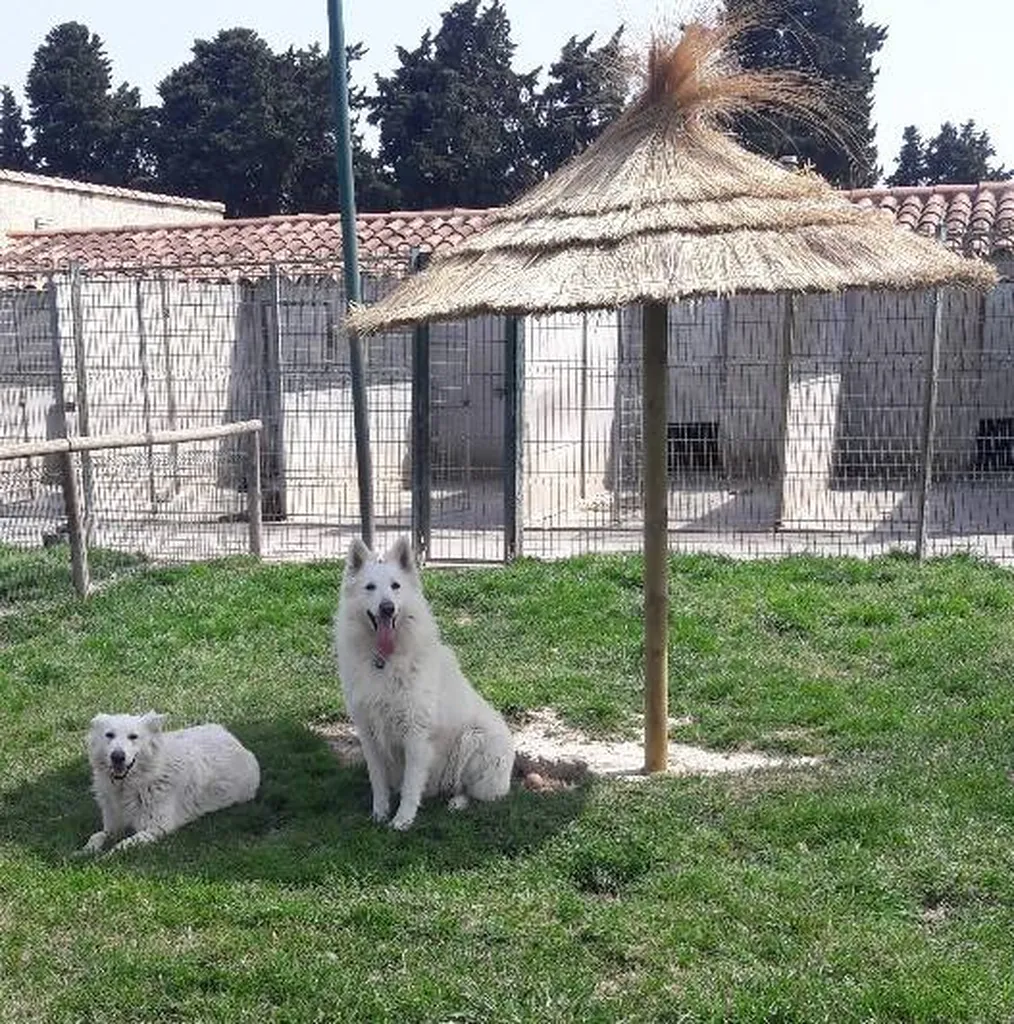 Berger Blanc Suisse LOF Vaucluse