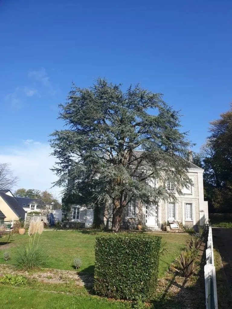 arbre après l'élagage