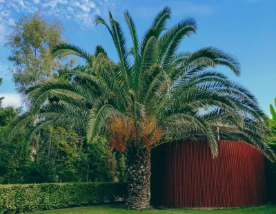 Paysagiste expert en taillage de palmier dans le Gard