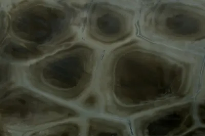 Turtle Blue quartzite