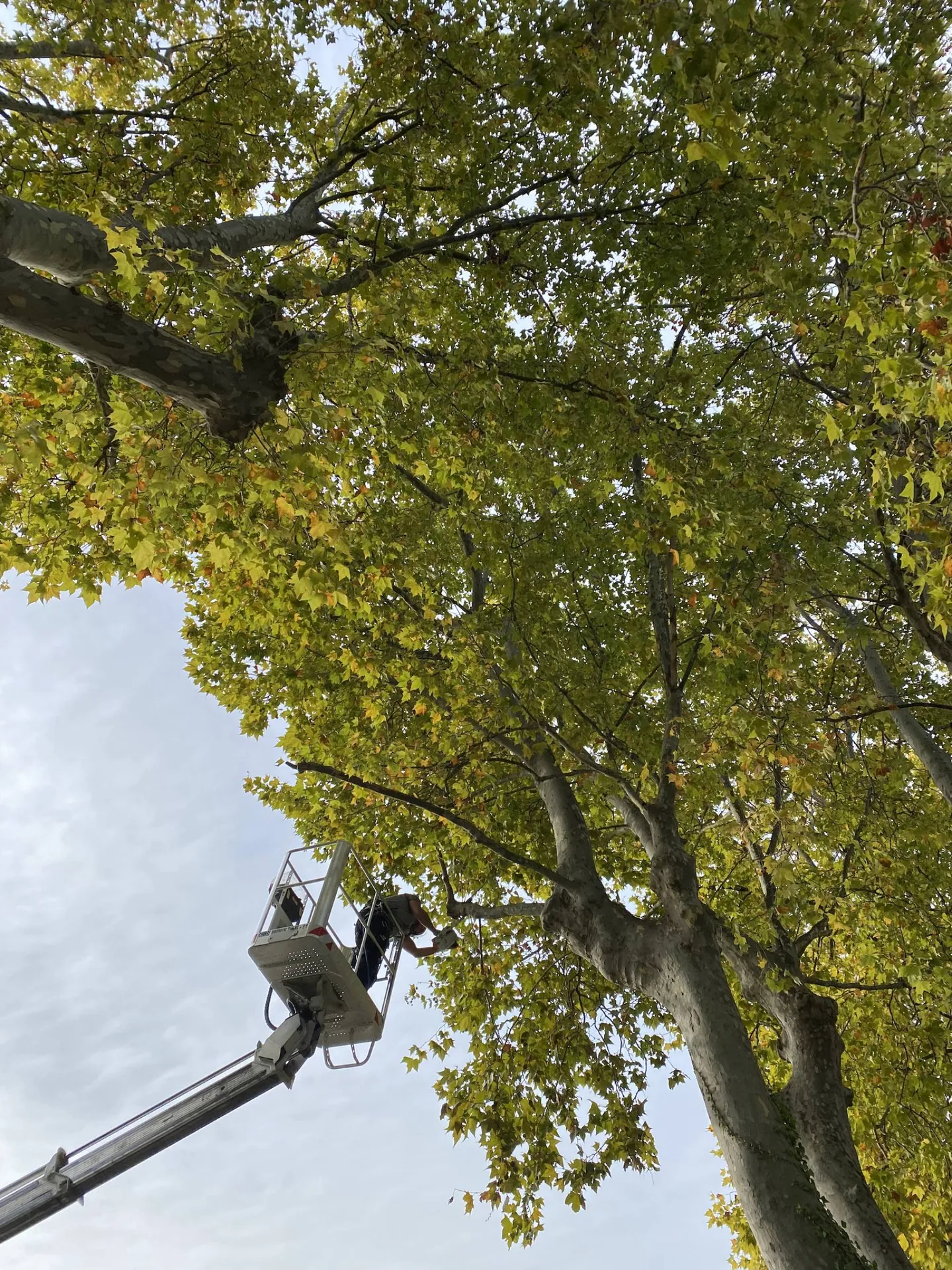 Élagueurs professionnels pour l'élagage de platanes à Saint-Rémy-de-Provence, 13210, garantissant un entretien soigné et sécurisé dans les Alpilles