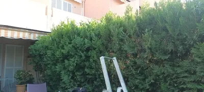 Taille de haie dans le 9ème. 