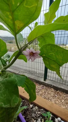Les fleurs d'aubergine en agriculture urbaine à Nice