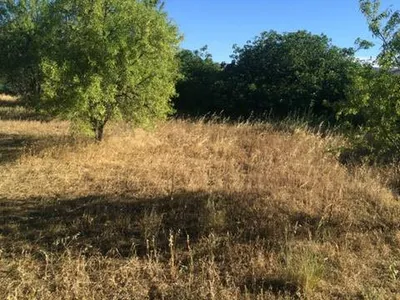 Débroussaillage paysager dans la région de Marseille