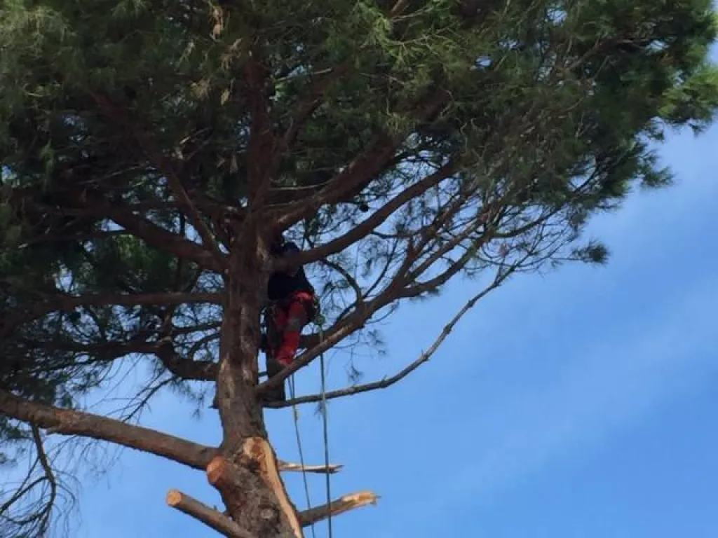 Abattage de pins au Centre commercial de Cap Sud