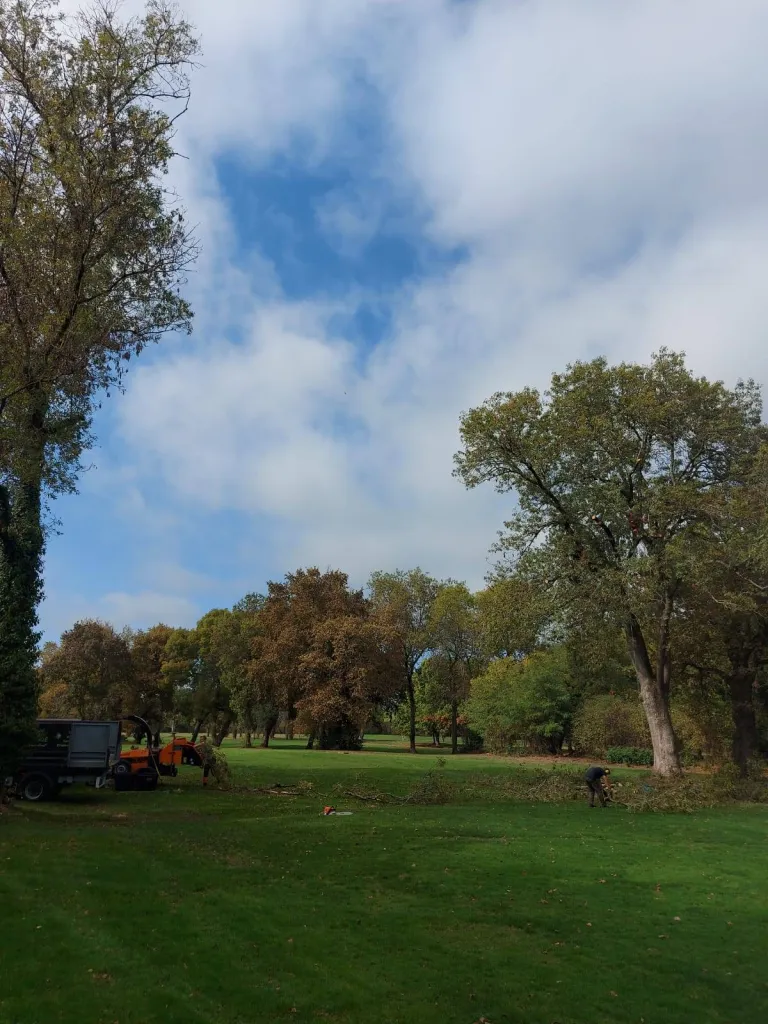 Elagage de chênes à Bordeaux