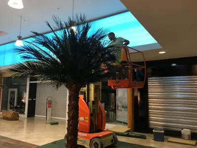 Plantation de palmiers stabilisés en galerie marchande sur Avignon