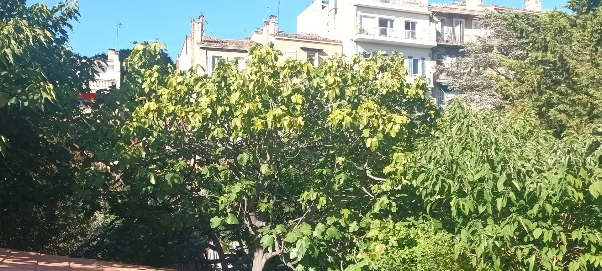 Élagage d'un acacia et d'un figuier à Marseille 13007