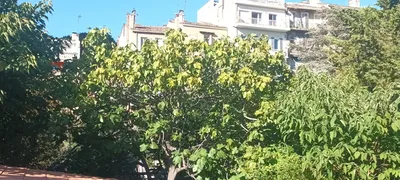 Élagage d'un acacia et d'un figuier à Marseille 13007