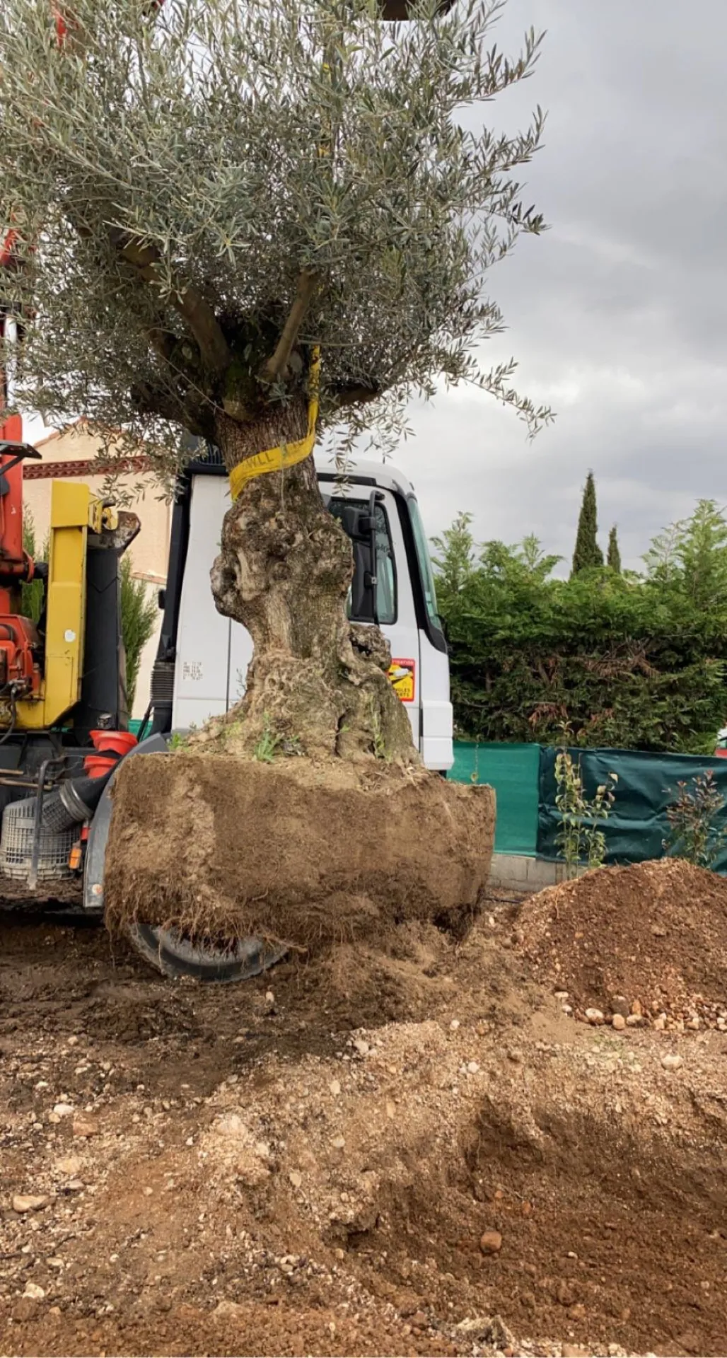 Plantation de gros oliviers maison Berre l Etang