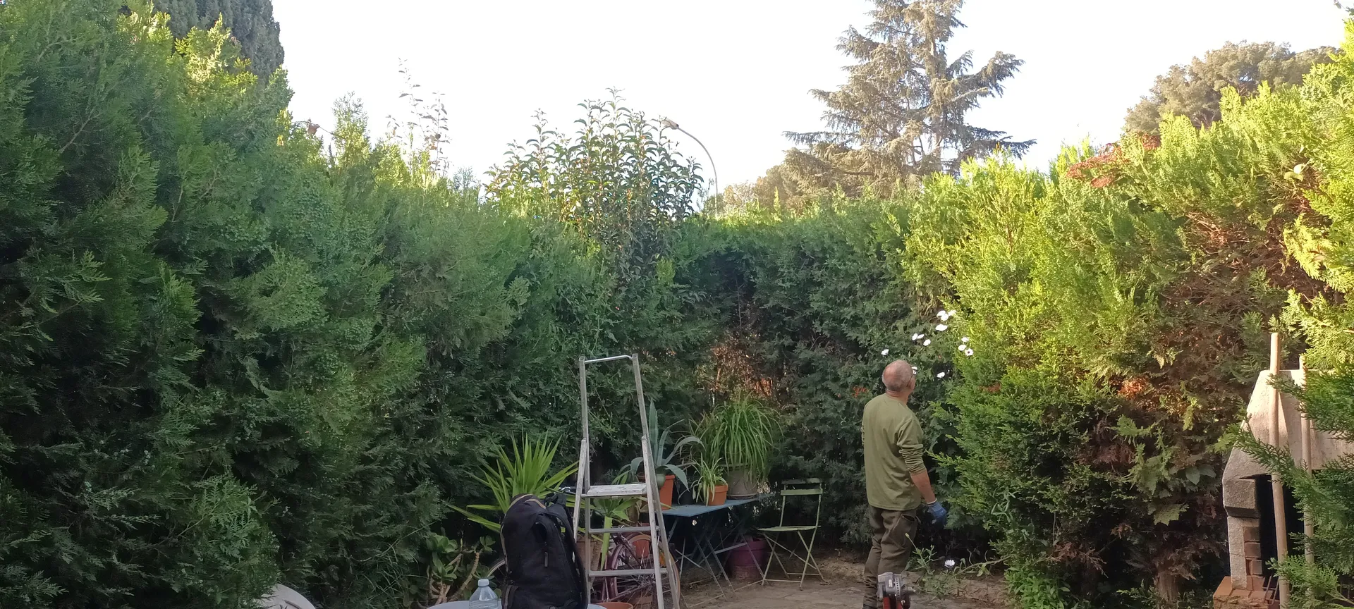 Taille de haie dans le 9ème. 