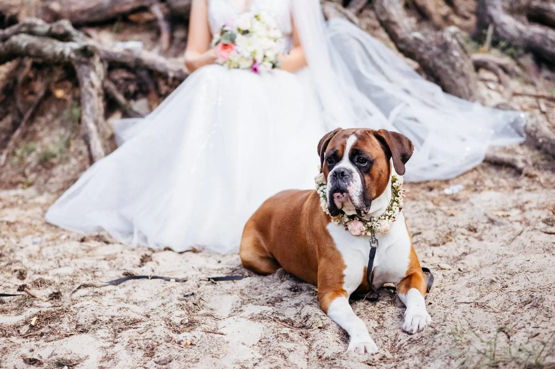 avoir son chien durant son mariage en aquitaine