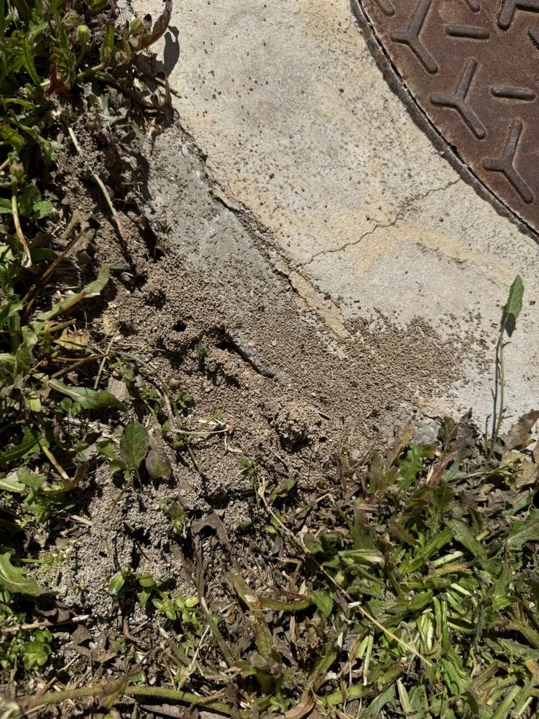Traitement contre les fourmis dans les bureaux de DHL à Marseille 13016 à L'Estaque