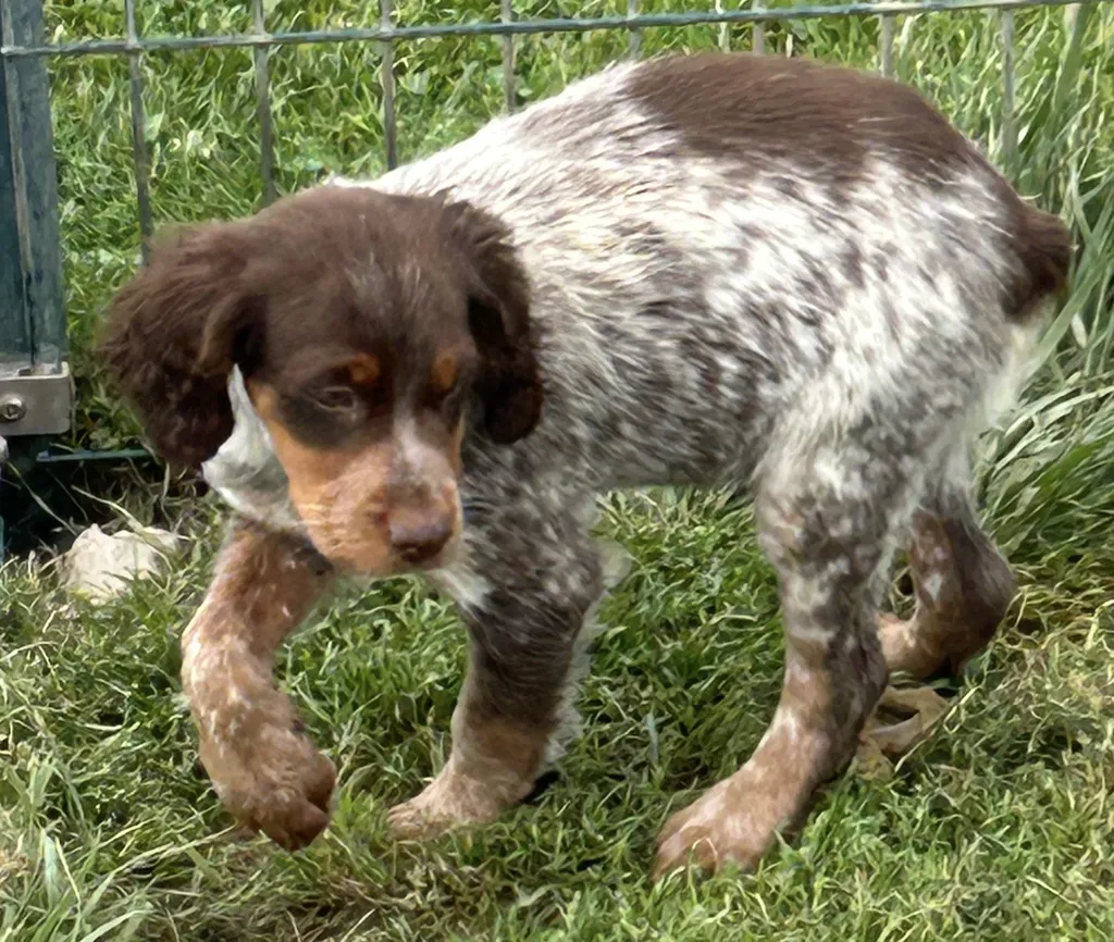 CHIOT EPAGNEUL BRETON TRICOLORE CHOCOLAT