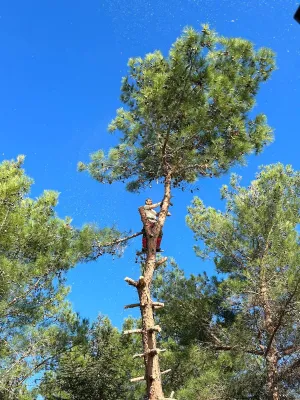 Entreprise d'élagage près d'Avignon dans le Vaucluse