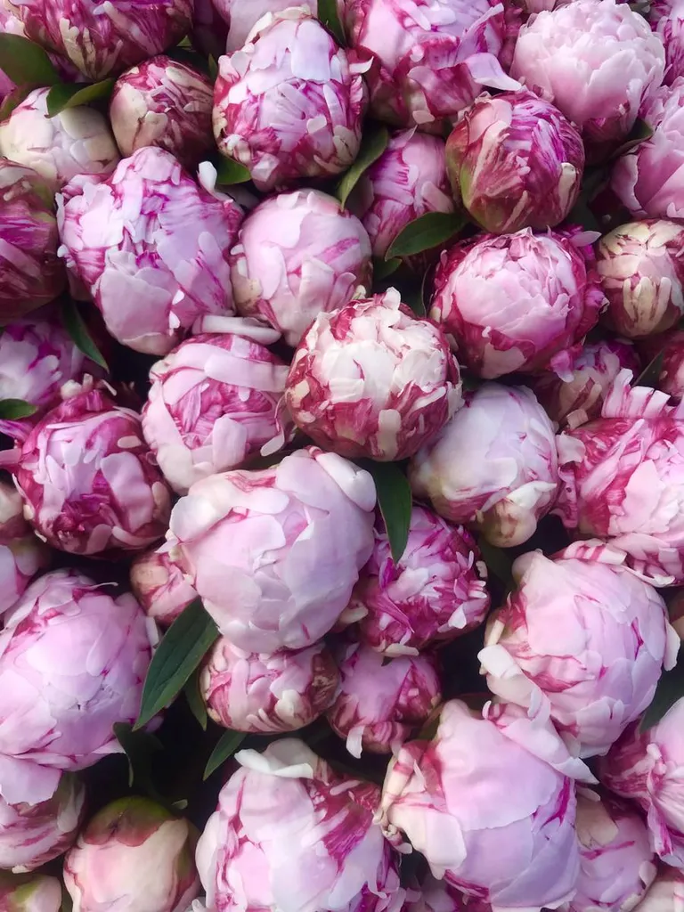 Pivoines roses fête des mères Lyon