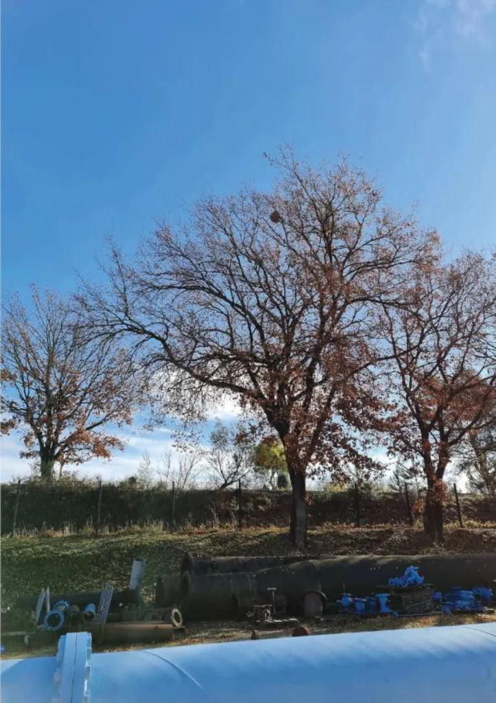 Enlever un nid de frelons à la cime d'un arbre