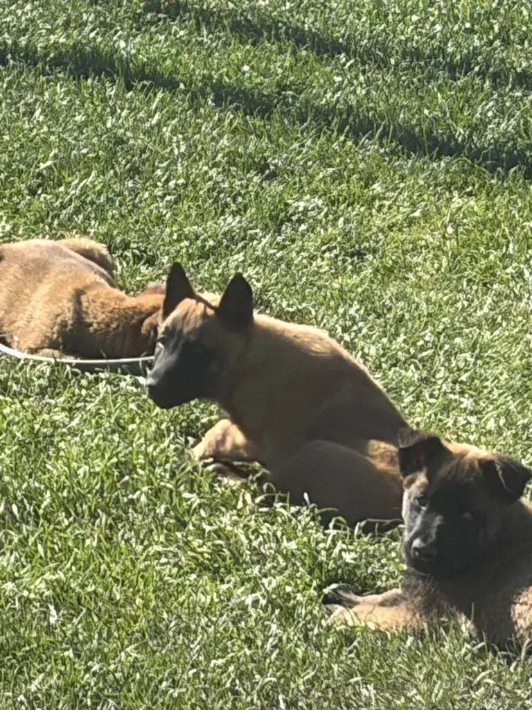 Chiots Berger Belge Malinois à vendre Vaucluse (PACA) – Naissances 2026