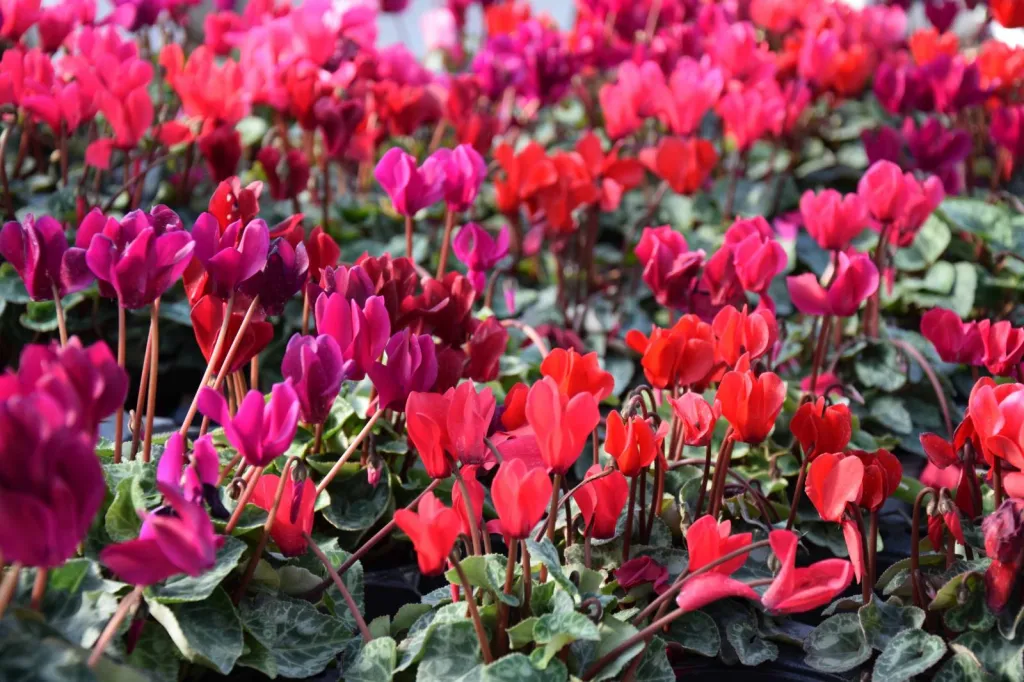 Que faire au jardin en Mars ? 