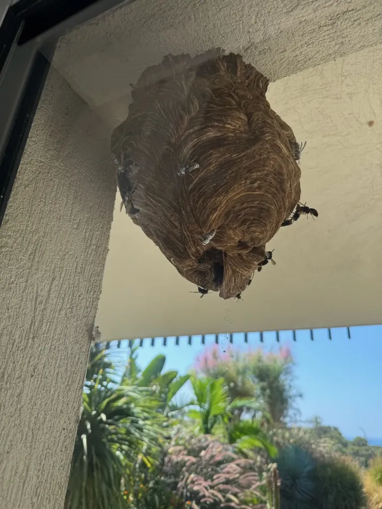 Traitement nid de guêpes ou frelons à Marseille à moins de 5 mètres : intervention rapide et sécurisée à partir de 160€ TTC