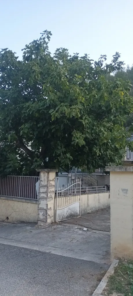 Élagage d un figuier à Marseille proche d'Aubagne