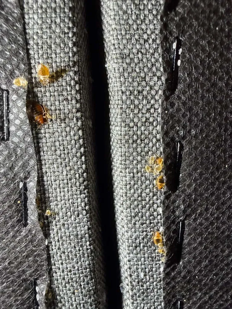Infestation majeure détectée par Canem Detect dans un HLM à Saint-Denis