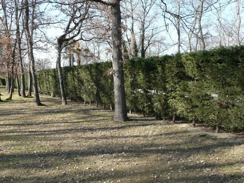 Taille et entretien des arbres et arbustes d'ornement