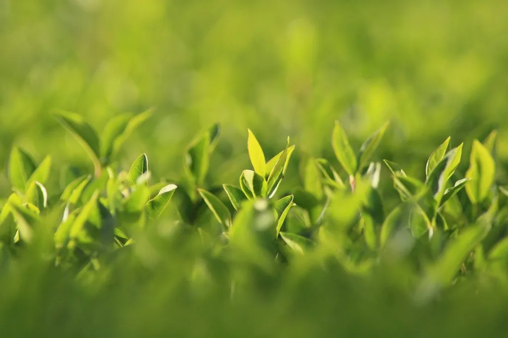 Faire tailler ses haies par un jardinier professionnel à Marseille Château Gombert 13013
